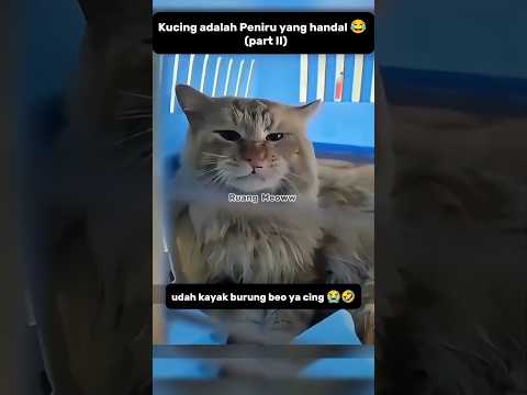 Kucing mode peniru part II😂#shorts #kucing #funnycats #catlovers #shortsvideo #pets