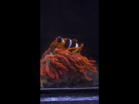 Coming this Wednesday to Diver's Den at 5pm CST! Coming this Wednesday to Diver's Den at 5pm CST!

#liveaquaria #diversden #wysiwyg #fishkeepers #fis
