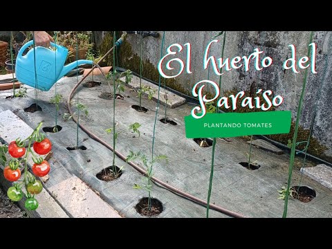 El huerto del paraíso:  ? Plantando tomates ?