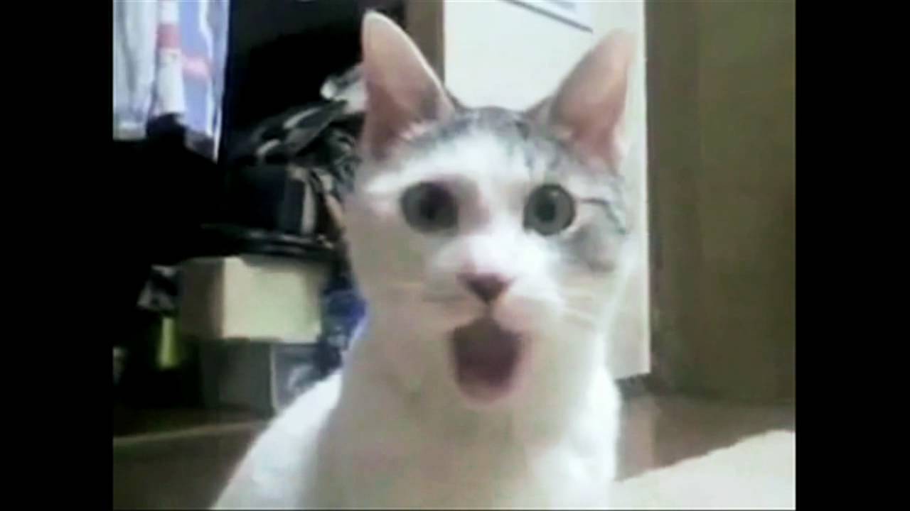Shocked Cat - OMG face! - YouTube
