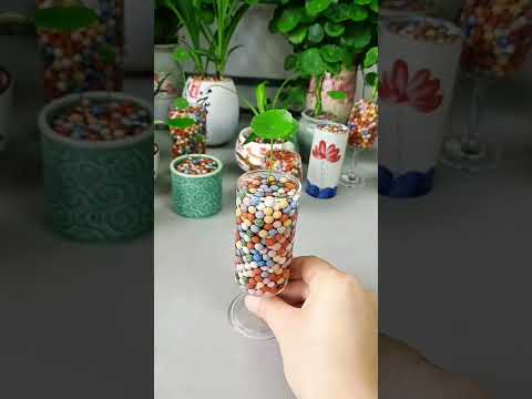 Plants Flower So Cup Water So Beautiful Amazing #diy #flowers #shorts #video #2025