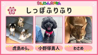 わんにゃんカスタム