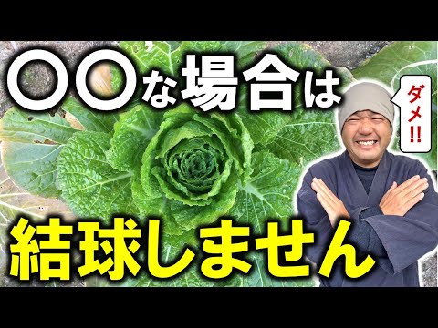 結球野菜が巻かない５つの理由