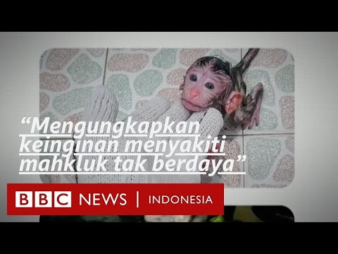 Jaringan penyiksaan monyet di Indonesia: Perempuan di Inggris mengaku
bersalah - BBC News Indonesia