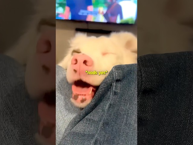 Her dog had no shame admitting it 😂❤️