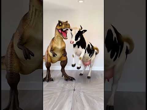 Marvelous Dancing Polish Cow funny cow dance Cow Song Dinosaur Trex Jurassic world movie real life