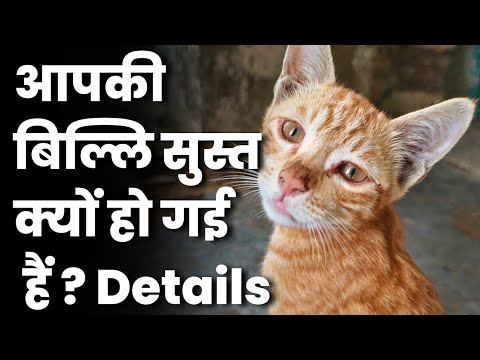 हमारी बिल्लि सुस्त क्यों हो गई ?| Why My cat is unconscious | meri cat ko kya hua hai ? | Cat Foods