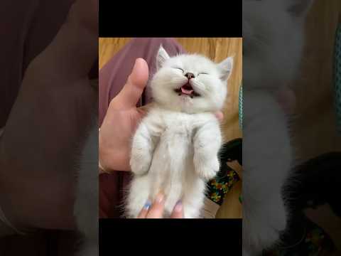 猫の世界を楽しもう！かわいい猫たちの動画で癒されてみませんか サムネイル