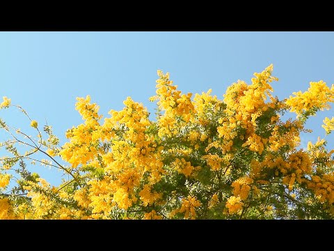 【Vlog】大好きな人、大好きな花に会いに行く🌼