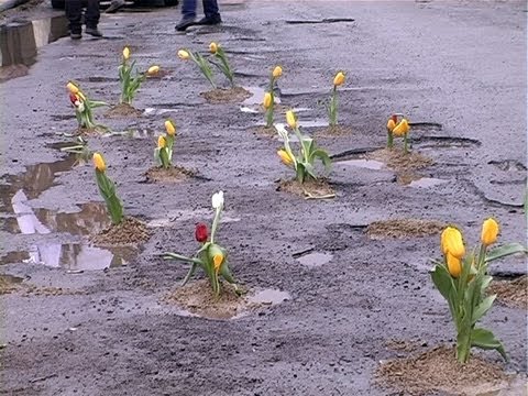 У Коломиї в дорожніх ямах висадили квіти