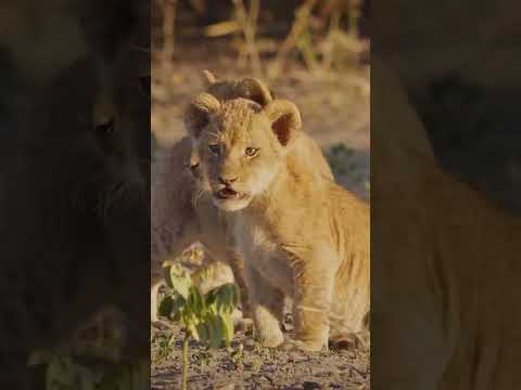 Jungle forested onepal presulater cow son in portalpensoun in basic grown