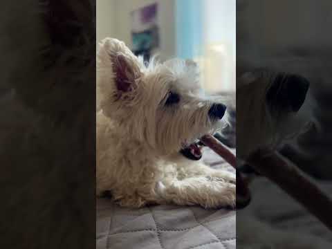#music #dog #westie #westielove #westhighlandwhiteterrier