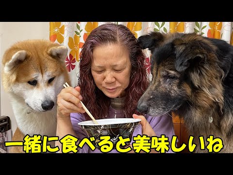 何食べてるの？一緒に食べると美味しいね♪秋田犬そらシェパード犬マック