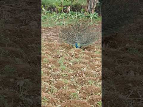 തുലാവർഷം... മഴക്കാർ... #shorts #shortvideo #shortsfeed #safetoeatkrishikazhchakal