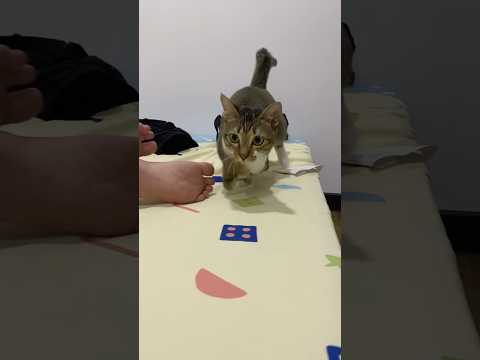 猫の動画サムネイル - hajimeruto🐱🦖