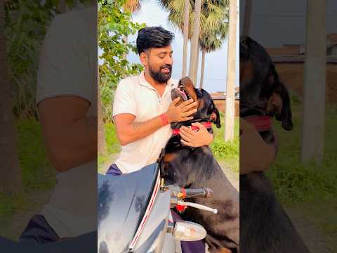 Unstoppable Love: Rottweiler Waits for Owner on Bike Every Time 😍 #Rottweiler #DogReaction  #short