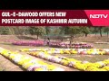 Beyond Chinar, Gul-E-Dawood Offers New Postcard Image Of Kashmir Autumn