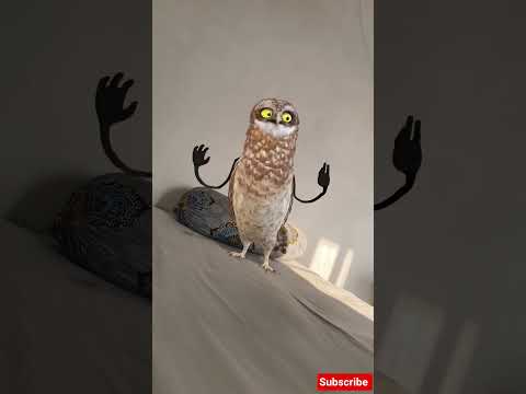 🤣funny owl dancing #owl #dance#catdance #cat #funny #memes #love #comedy#viral #shorts#funny #comedy