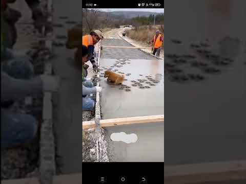 sevimli hayvanlar #yavruhayvanlar #yolçalışması#doğa #pleasant ##please_subscribe_my_channel