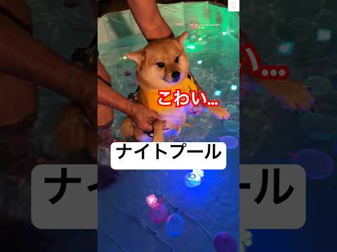 ナイトプールで必死に泳ぐ犬のかわいい映像をご紹介 サムネイル