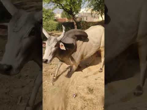 नागौरी नस्ल का नंदी महाराज #Nagori_breed #नागौरी_नस्ल