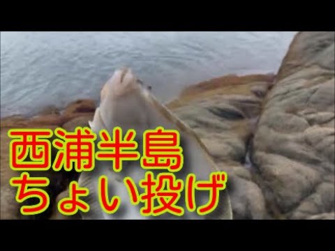 西浦半島　岩場で釣り　橋田鼻　松島突堤の南側　磯釣り　ちょい投げで　愛知釣りポイント　蒲郡市西浦町大山