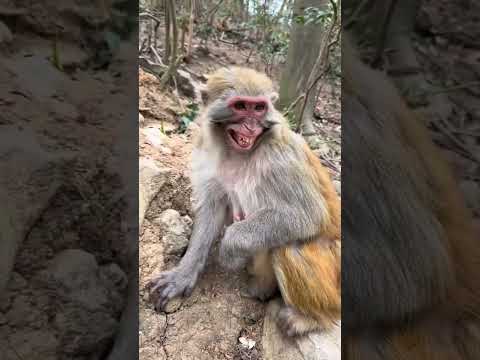 AI monkey | funny monkey |cutemonkey | sad monkey | baby monkey | monkey vlog#ytshorts #funny #trend