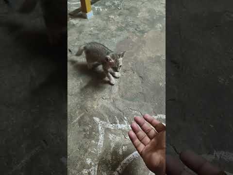 cat funny video 😹#catfun #smallcat #cat #catshorts #kitten #catvideos #cutecat #animals #cute #pets