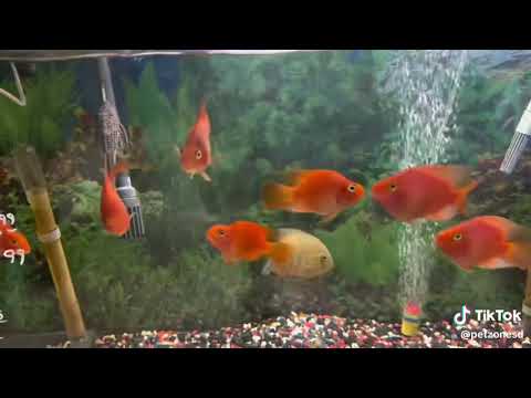 Blood Red Parrot Blood Red Parrot_ this hybrid cichlid is one of the first established hybrids of its type! Surfacing