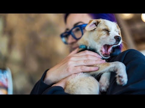 Puppies and Sharks • Last Day at Sony Kando 2.0