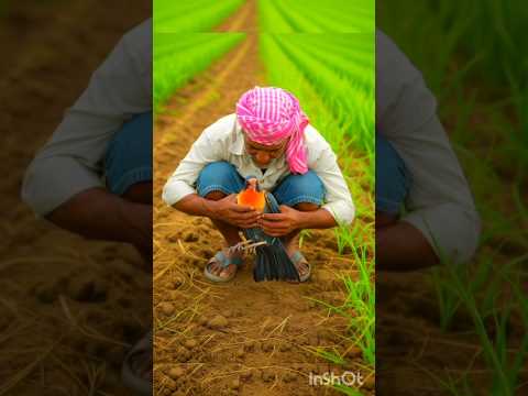 कीसान के खेत में घायल तोता 🦜🦜🦜