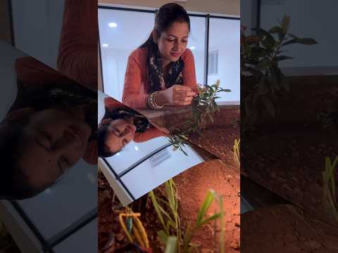 Saiyaara Feel The Vibe #shorts #trending #saiyaara