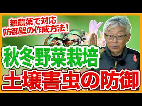 家庭菜園や農園の秋冬野菜栽培で土壌害虫の防御!無農薬で対応できる防御壁の作成方法と秋冬野菜の育て方!【農家直伝】