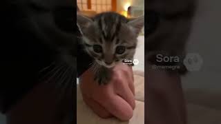 めちゃくちゃカメラに興味がある子猫/Kitten Super Interested in the Camera #kitten #子ネコ #