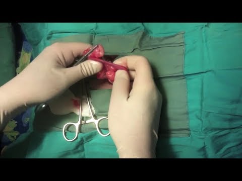 Pets Health - Cận Cảnh Phẫu thuật triệt sản chó cái