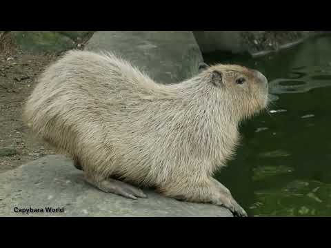 How Capybaras Express Grief.      Momiji Strains for Signs Her Mother, Donguri, Is Still Alive