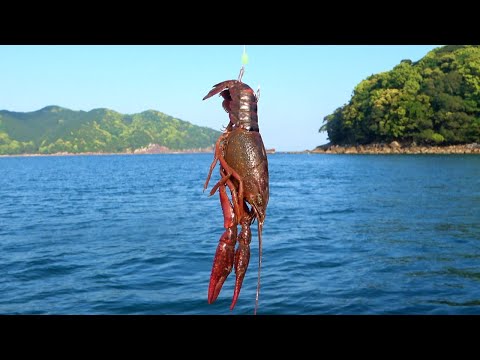 ザリガニを海に落としたらタイが釣れた