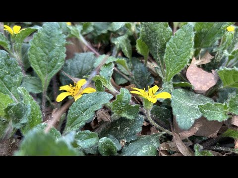screenshot of youtube video titled Spring Ephemerals at the W. Gordon Belser Arboretum | Making It Grow