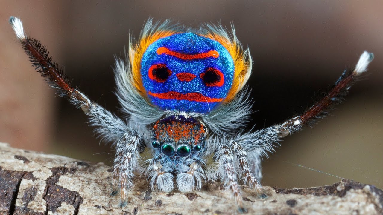 Peacock Spider 7 Maratus Speciosus YouTube