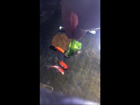 Goldfish eating broccoli Part II! 🥦 #goldfish # Training the goldfish is going well!

#aquarium #fish #shorts