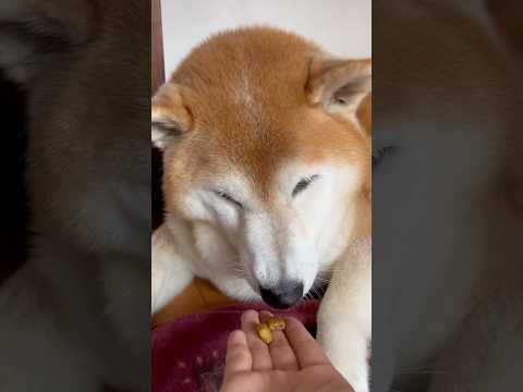 柴犬福の上品な食事風景：手からカリカリを楽しむ癒し動画 サムネイル