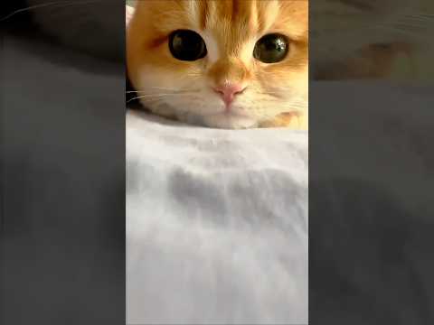 Cat video ! cat voice ! cat sound ! cat meowing #shorts #youtubeshorts #cat #cats #catsound