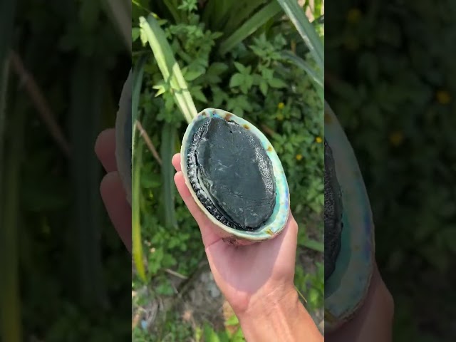 Have you ever seen such a big abalone|Chinese Mountain Forest Life And Food #MoTiktok #Fyp