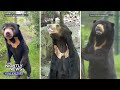 Have you seen a sun bear? What you need to know about these bears | Nightly News: Kids Edition