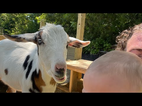 The #Goat Report with Lummy! #TheBubbaArmy #animals #goats