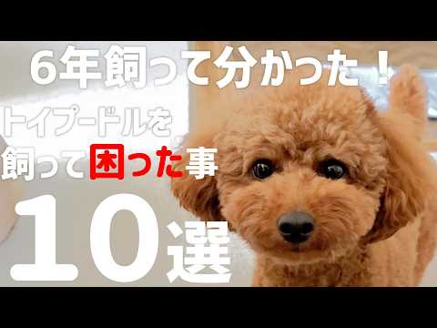 【トイプードル】6年飼って困った事ベスト10