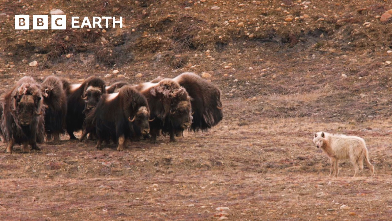 Deadly Animal Showdowns | BBC Earth