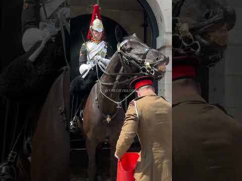 Horses Just Know, Beautiful Kings Guard Horse Moments #kingsguard #history