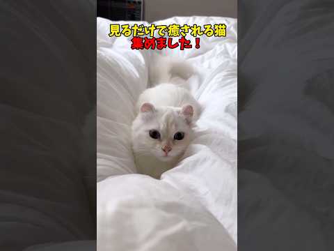猫の動画サムネイル - ウフフフフフ😘 #猫 #cat #cats #cute