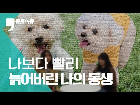 나보다 먼저 늙어버린 사랑하는 나의 강아지|노견 가족이 말하는 노견